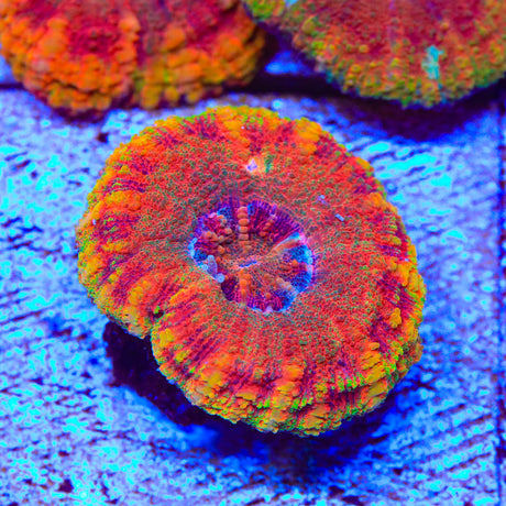 Rainbow Button 1" - 2" Scolymia Coral