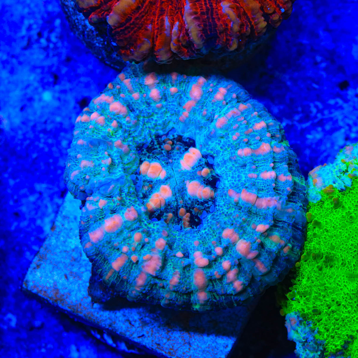 Rainbow Button 1" - 2" Scolymia Coral