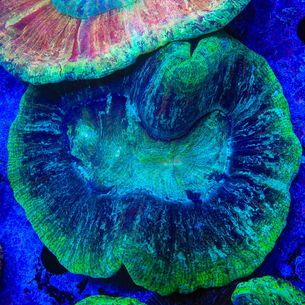 Ultra Trachyphyllia Coral - Top Shelf Aquatics