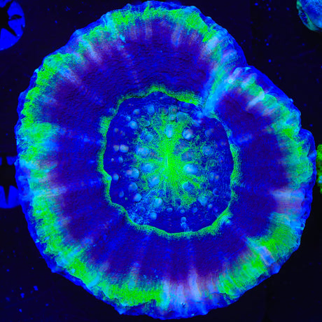 UFO Scolymia Coral