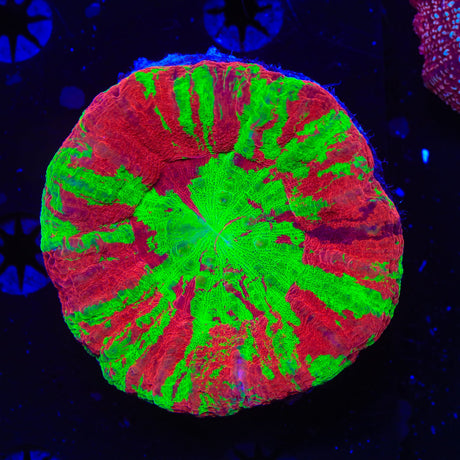 Bleeding Apple Scolymia Coral