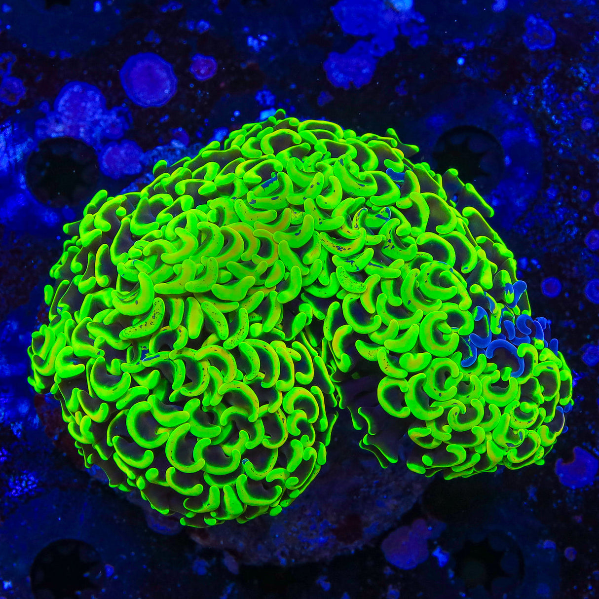 Highlighter Wall Hammer Coral