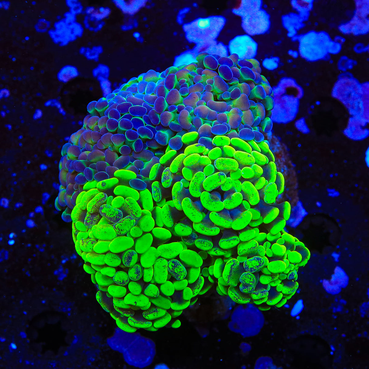Highlighter Wall Hammer Coral