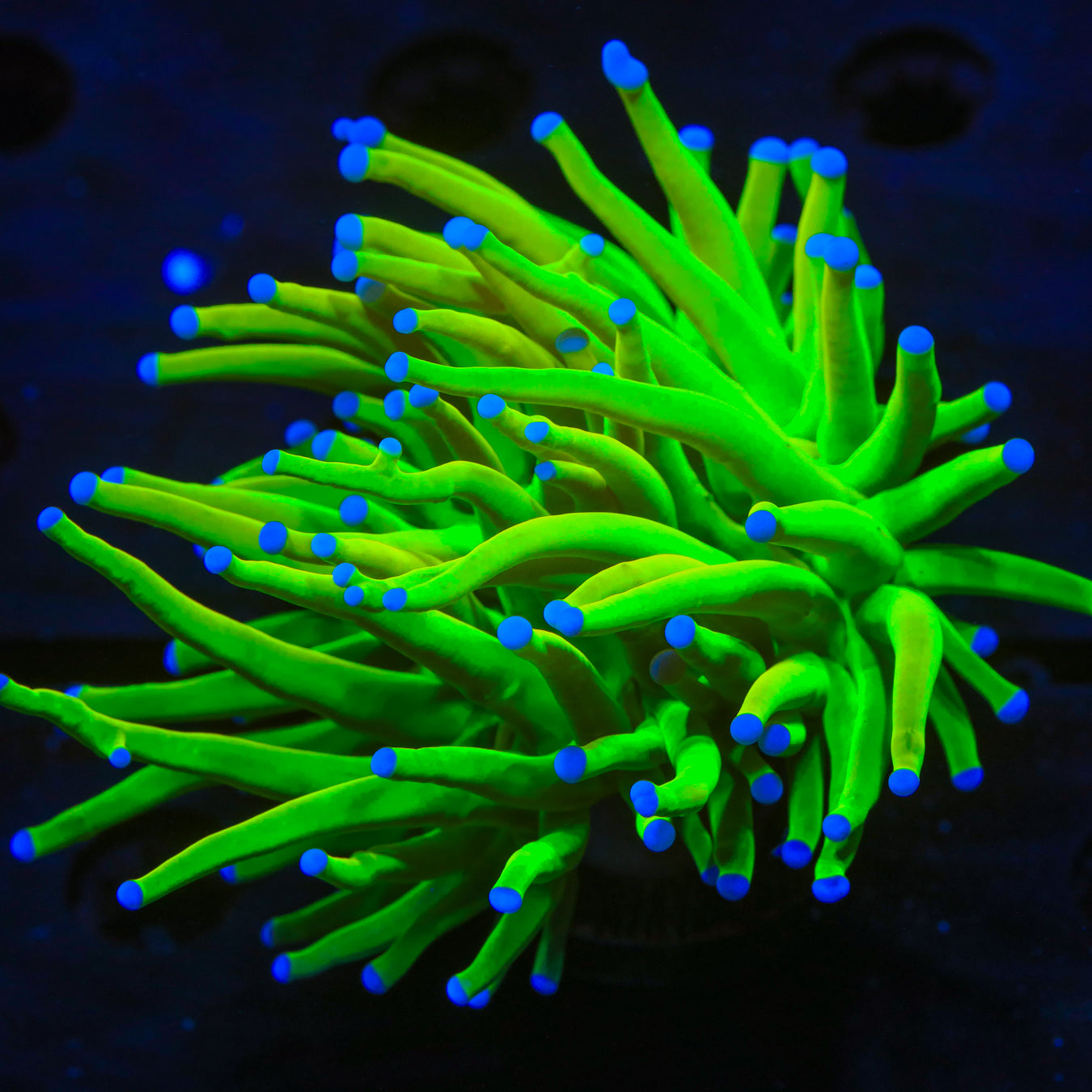 TSA Holy Grail Torch Coral – Top Shelf Aquatics