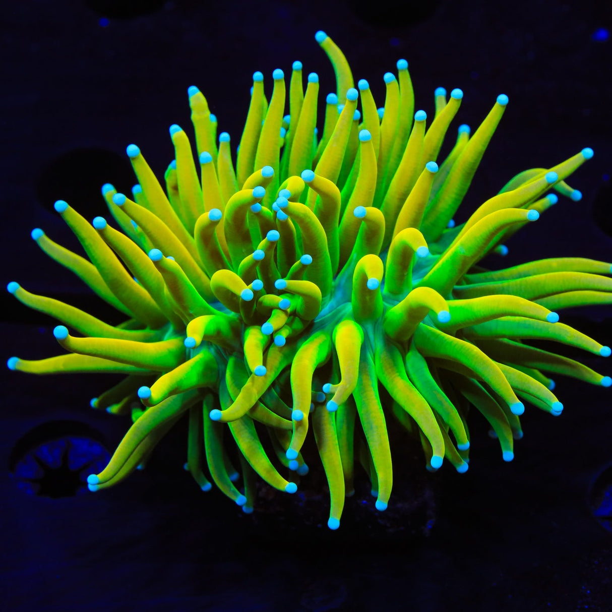 TSA Holy Grail Torch Coral