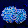 Rainbow Wall Hammer Coral