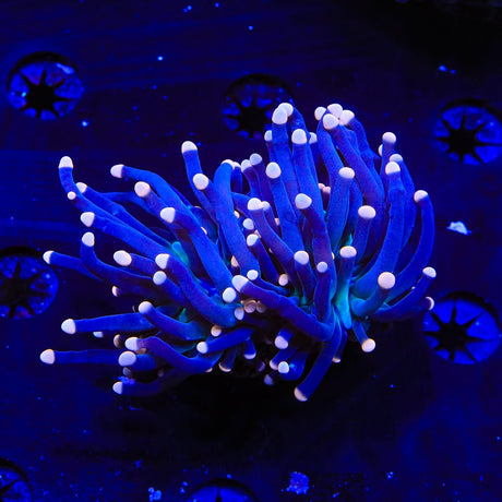 Malaysian Miami Torch Coral