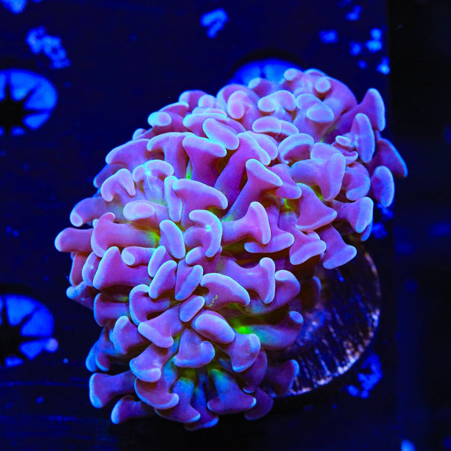 Purple Tip Hammer Coral