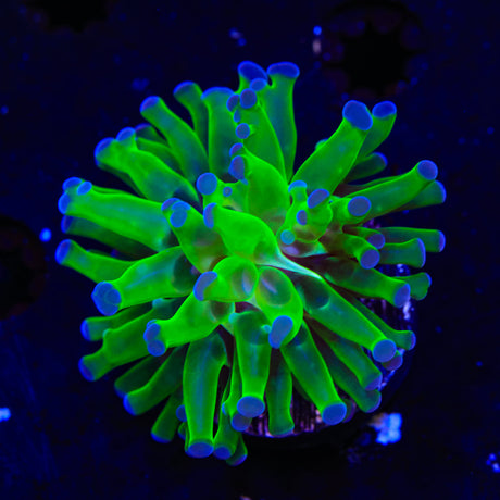 Bicolor Frogspawn Coral