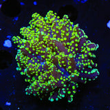 Green Octospawn Coral