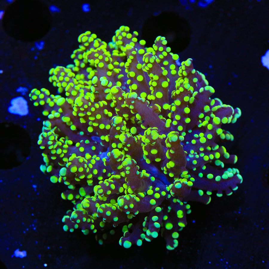 Green Octospawn Coral