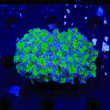 Bicolor Octospawn Coral