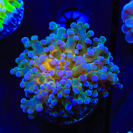 Gold Center Frogspawn Coral