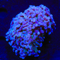 Purple Hammer Coral