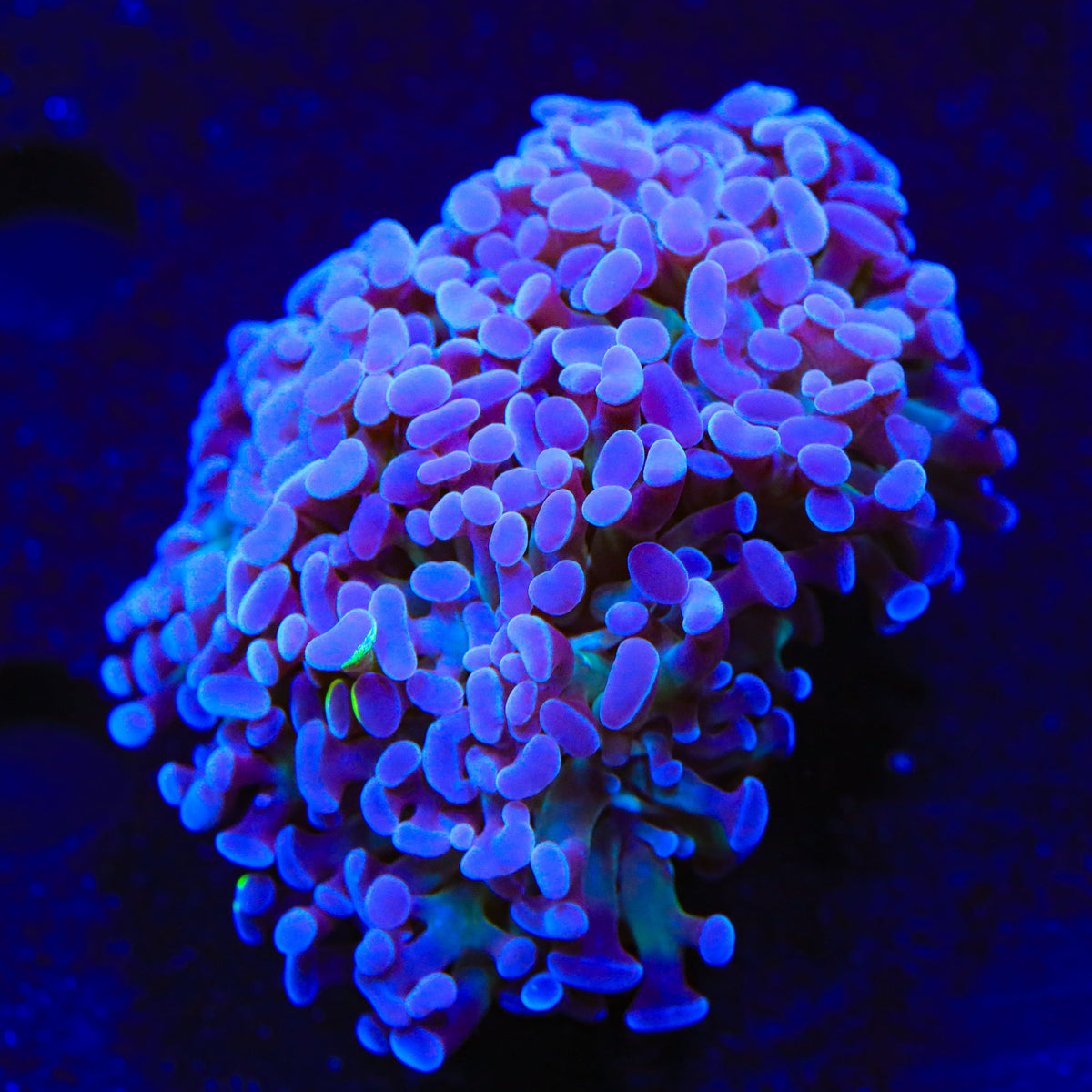 Purple Hammer Coral
