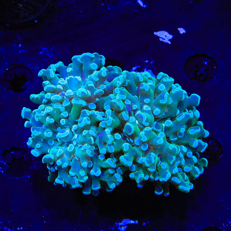 Mint Frogspawn Coral