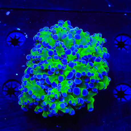 Bicolor Octospawn Coral