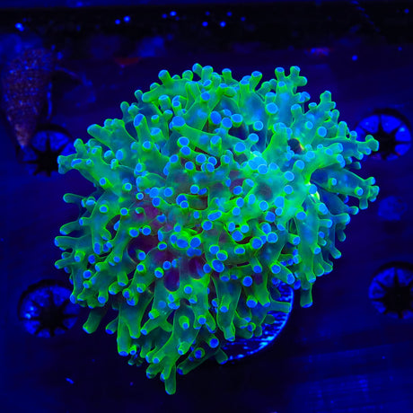 Bicolor Frogspawn Coral