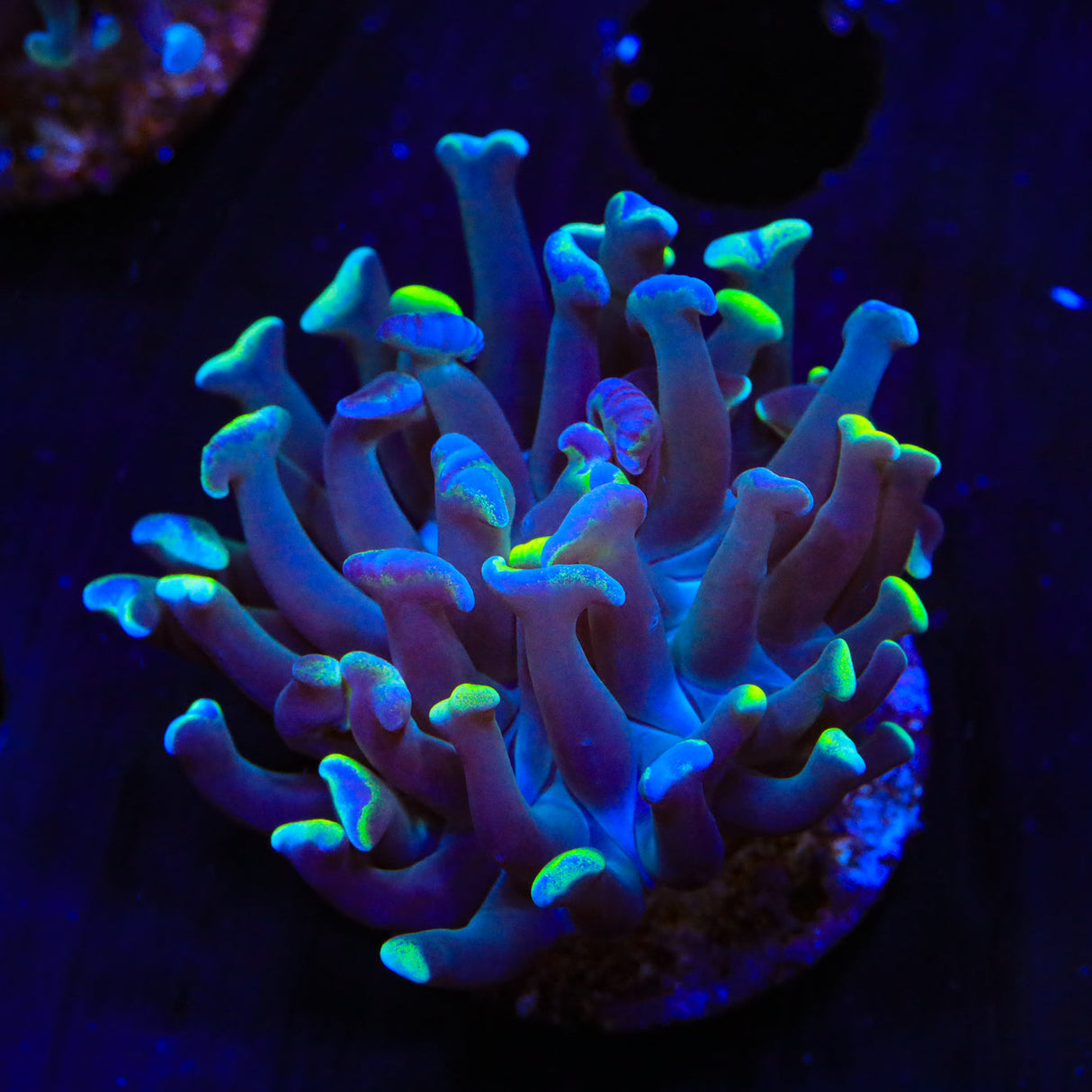 Green Splatter Hammer Coral
