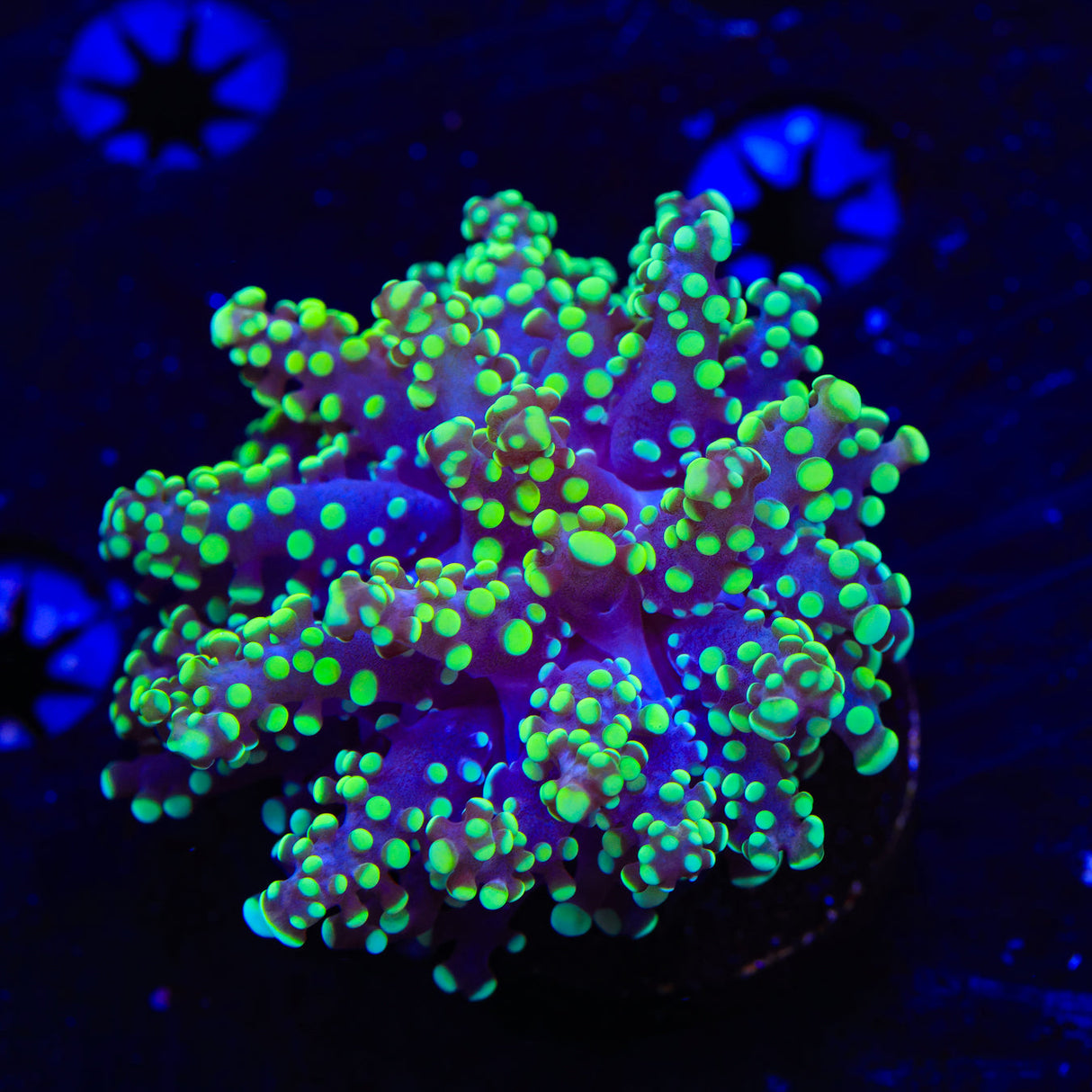 Green Octospawn Coral