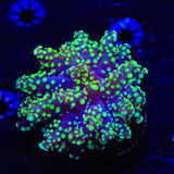 Green Octospawn Coral