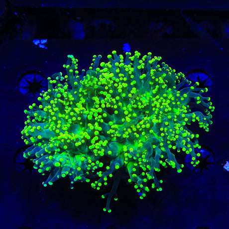 Green Tip Octospawn Coral