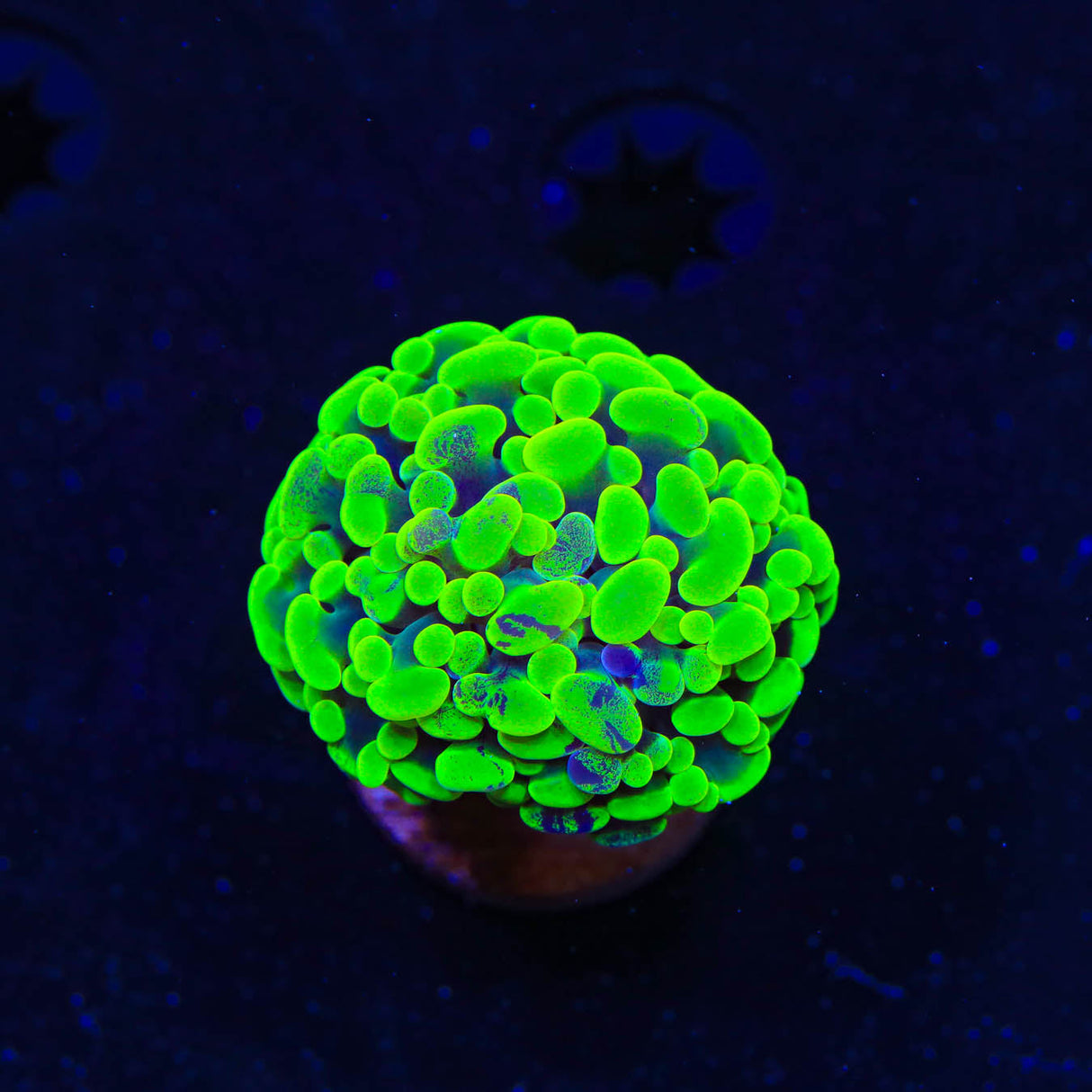 Neon Hammer Coral - Top Shelf Aquatics