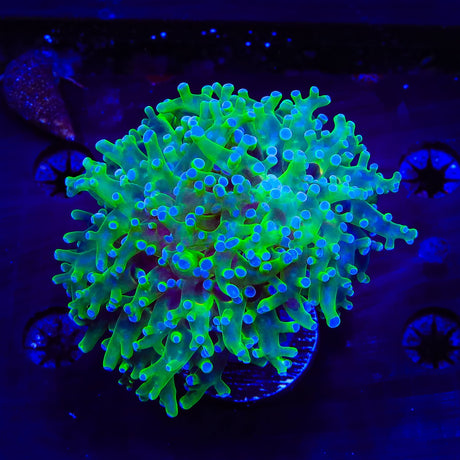 Bicolor Frogspawn Coral