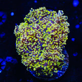 Yellow Octospawn Coral