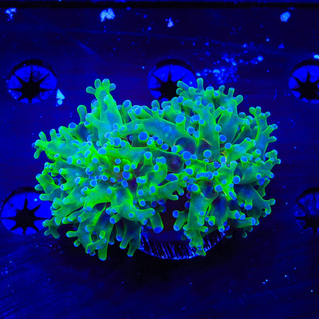 Bicolor Frogspawn Coral