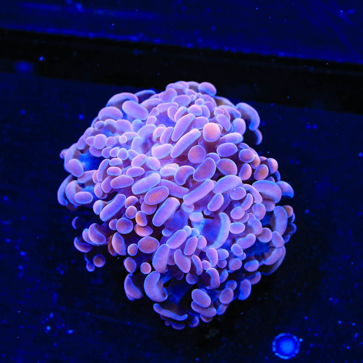 Pink Hammer Coral