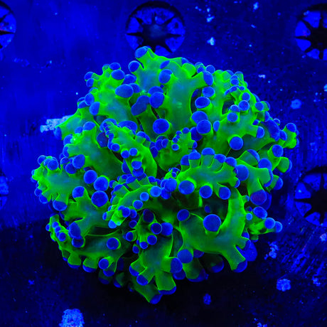 Bicolor Octospawn Coral