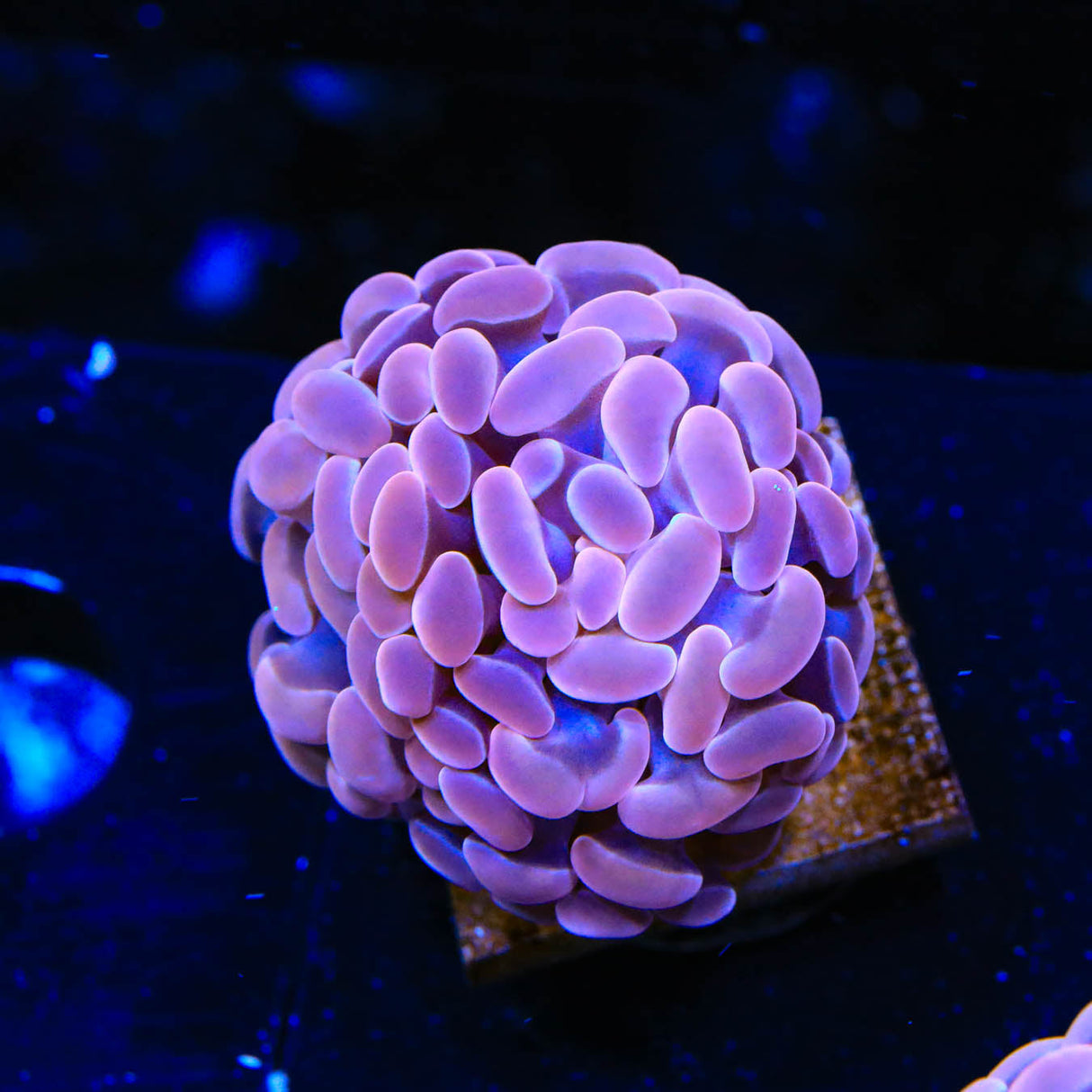 Pink Hammer Coral