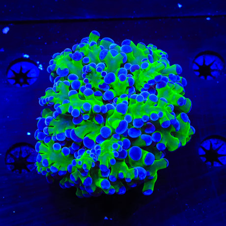 Bicolor Octospawn Coral