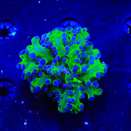 Bicolor Octospawn Coral