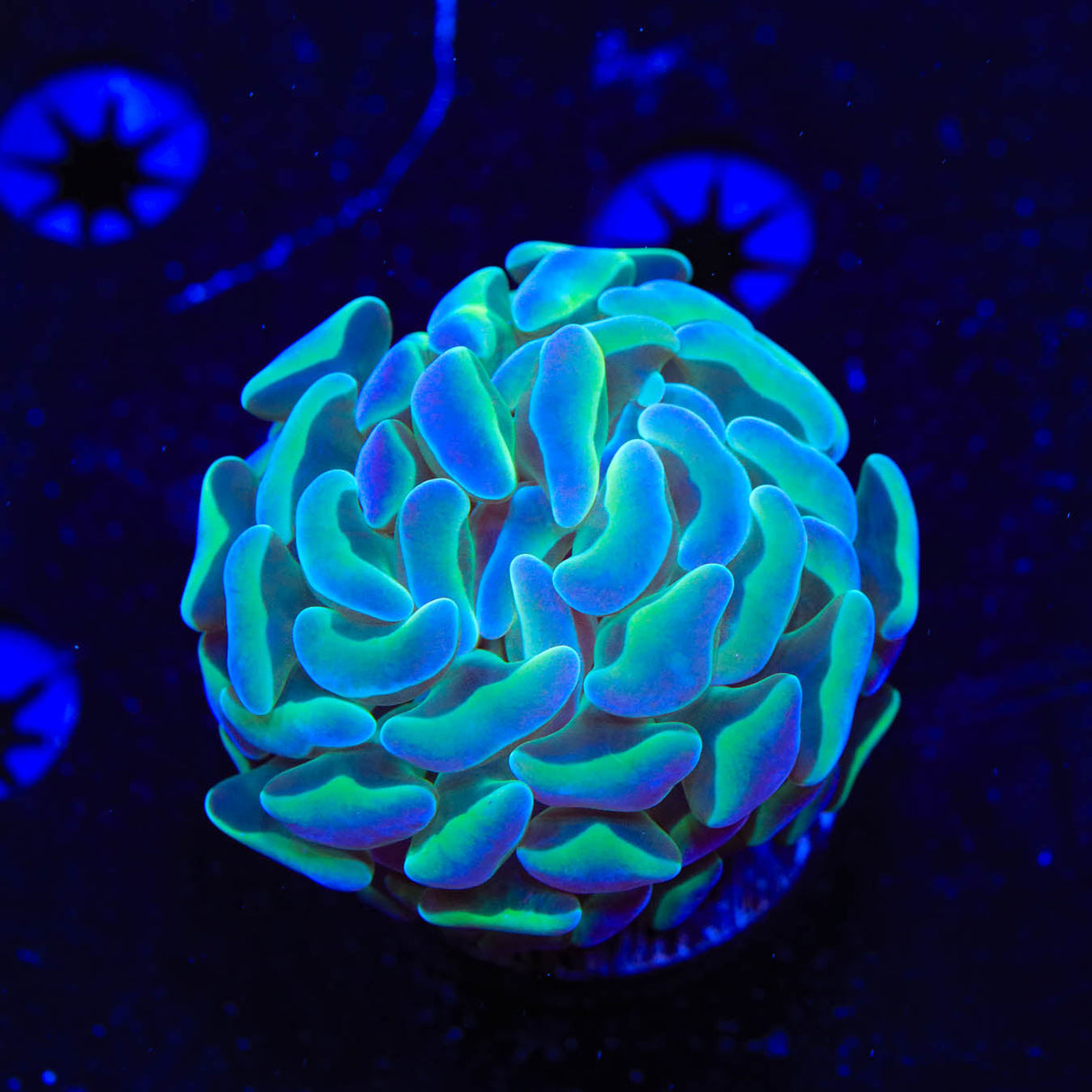 TSA Hologram Hammer Coral - Top Shelf Aquatics