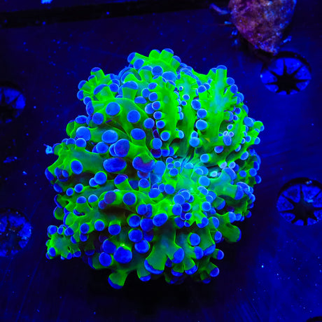 Bicolor Octospawn Coral