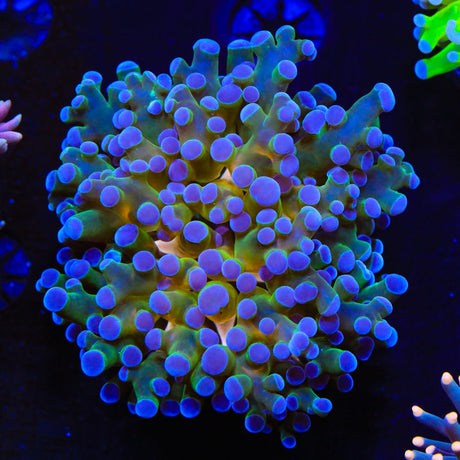 Gold Center Frogspawn Coral