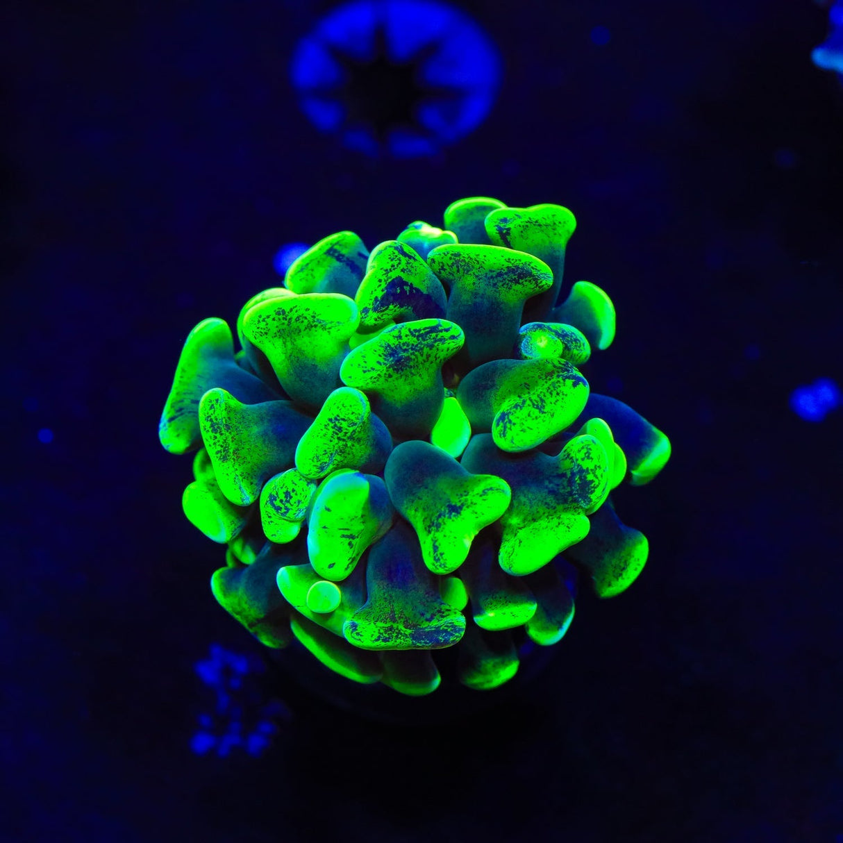 Green Splatter Hammer Coral