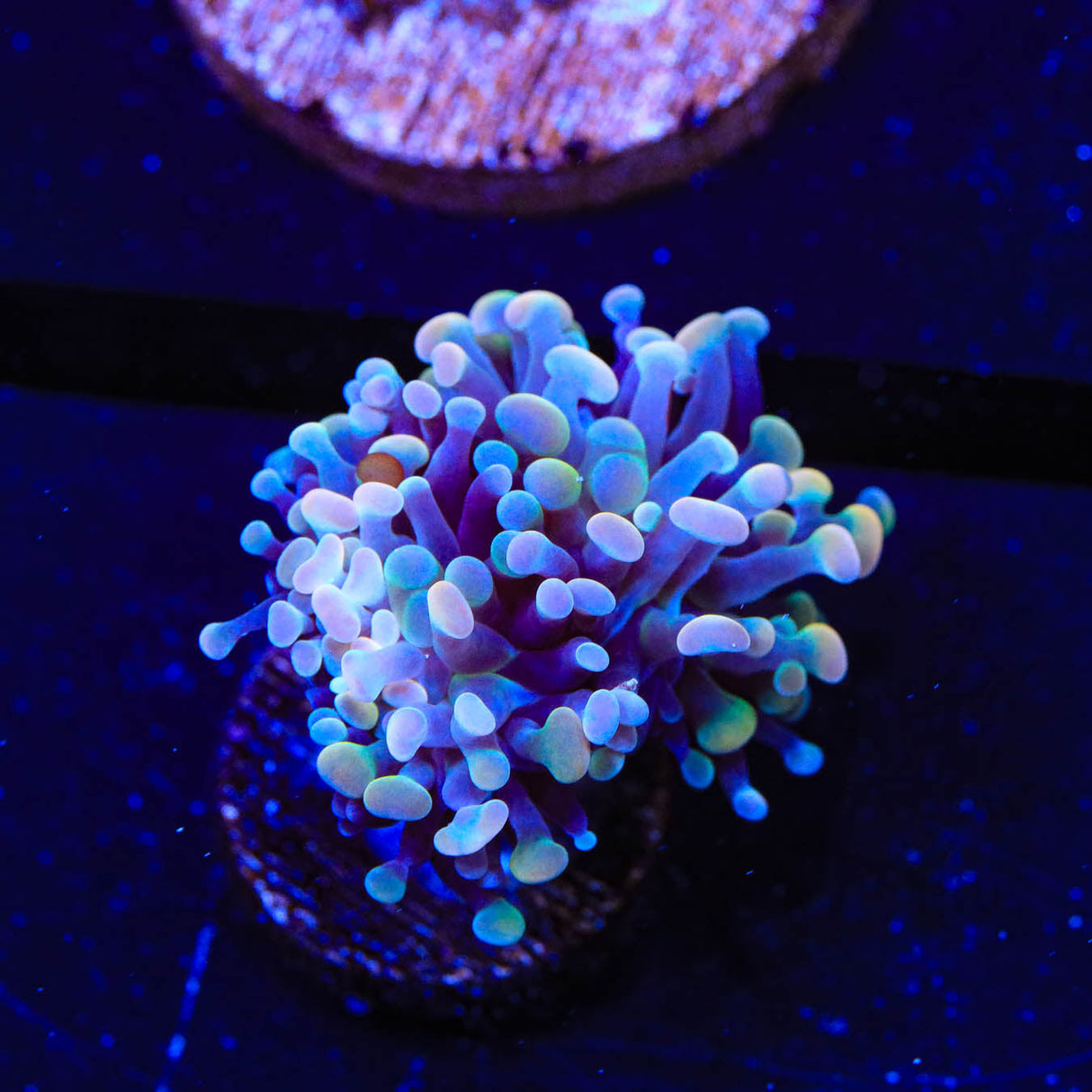 Rainbow Hammer Coral - Top Shelf Aquatics