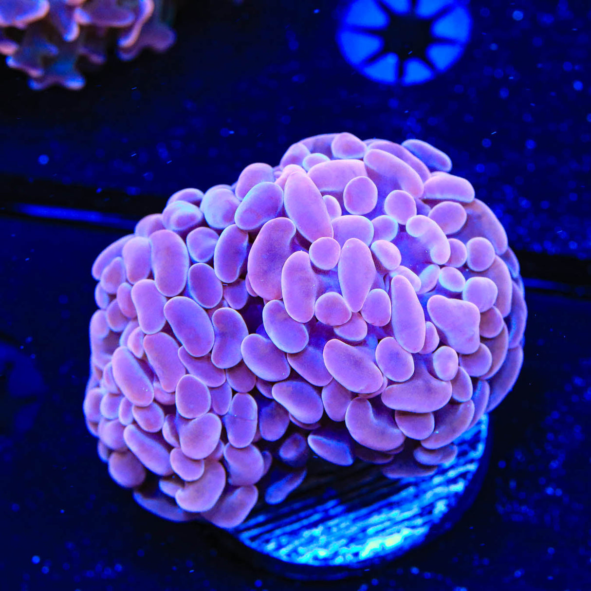 Pink Hammer Coral - Top Shelf Aquatics