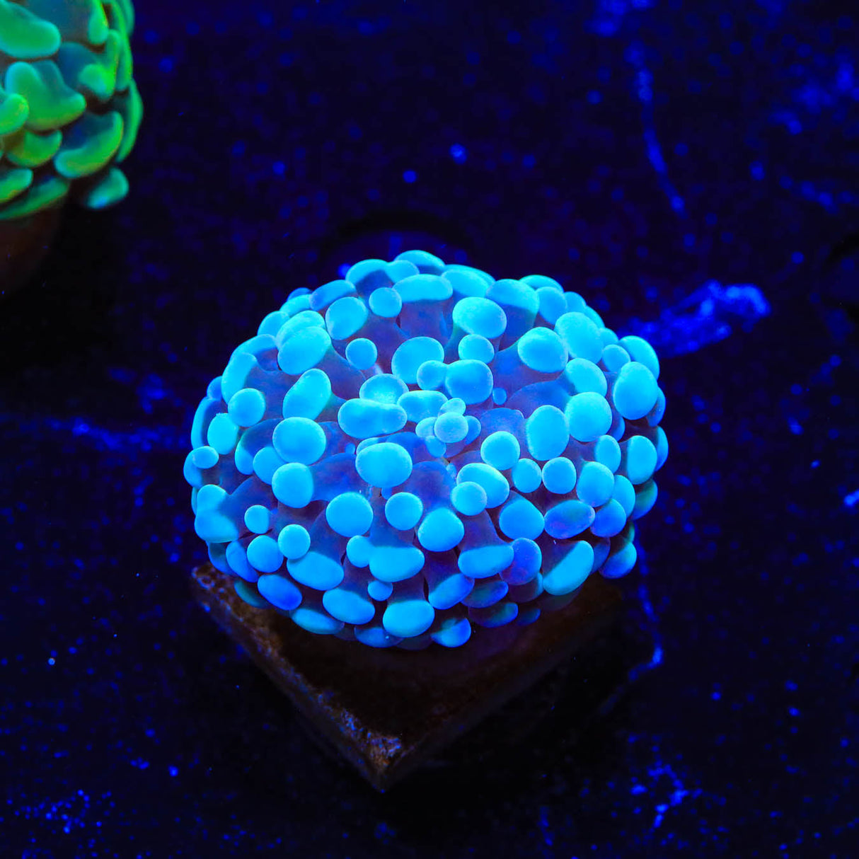 White Tip Frogspawn Coral - Top Shelf Aquatics