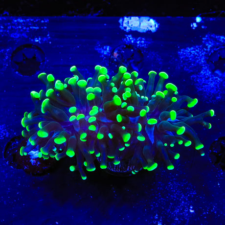 Green Tip Frogspawn Coral