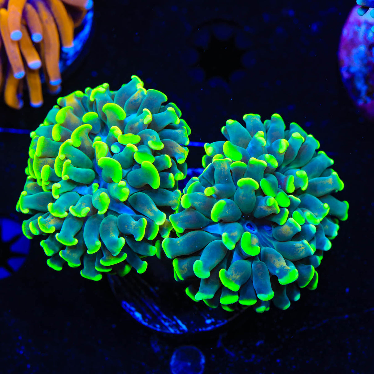 Green Highlighter Tip Hammer Coral - Top Shelf Aquatics