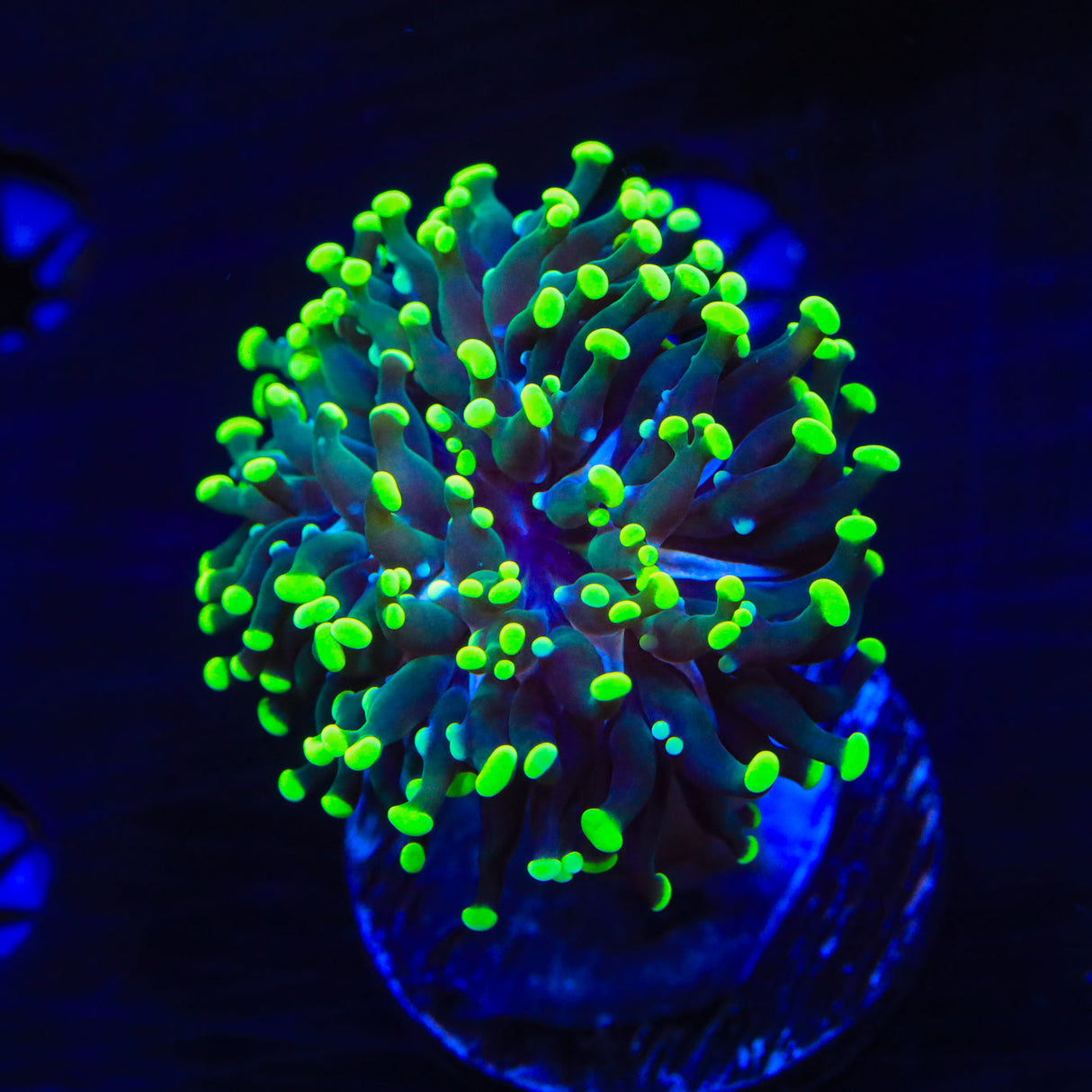 Neon Tip Cristata Coral