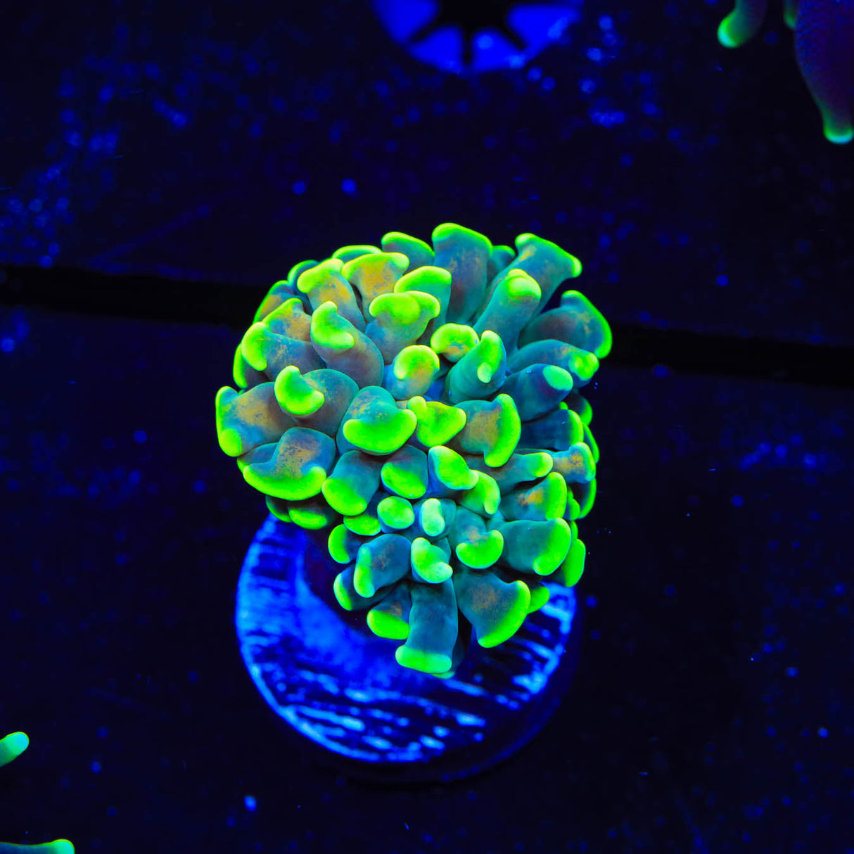 Green Highlighter Tip Hammer Coral - Top Shelf Aquatics