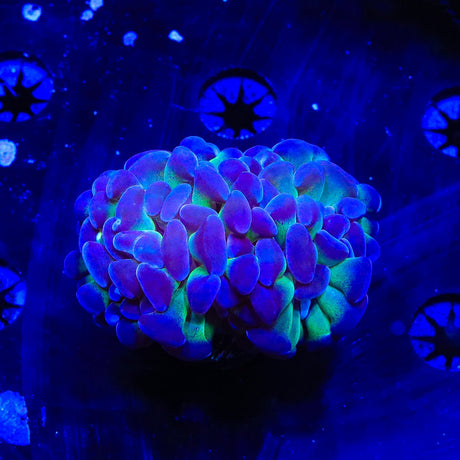 Purple Tip Hammer Coral