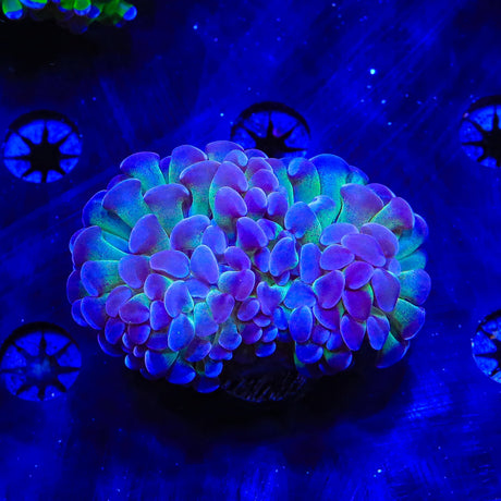 Purple Tip Hammer Coral