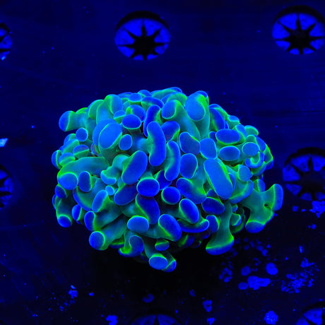 TSA Holy Grail Hammer Coral