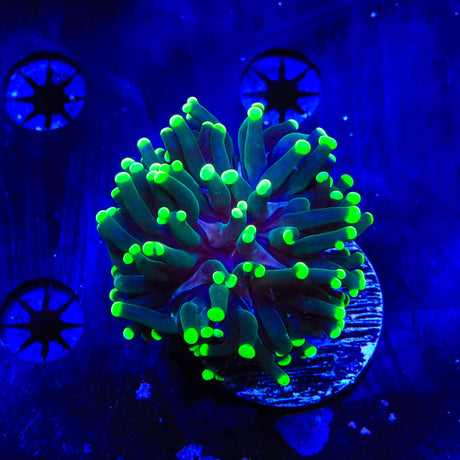 Green Tip Frogspawn Coral